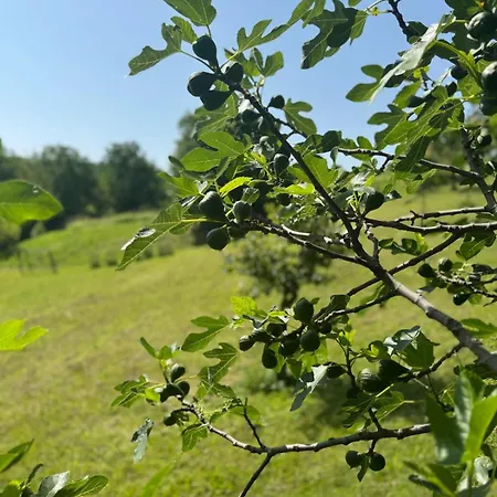 Small Apartmán Freundorf