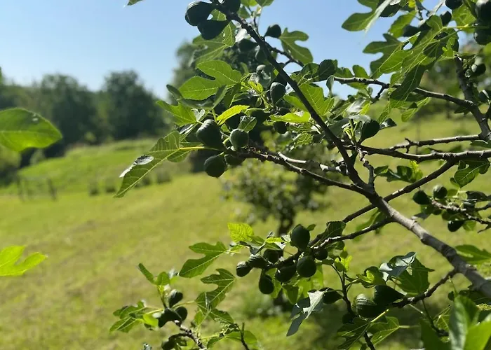 Small Apartament Freundorf